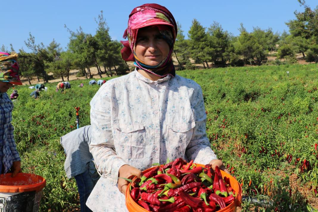 Kilis'te hasadın yarısı fabrikaya yarısı güneş altına yollanıyor 4